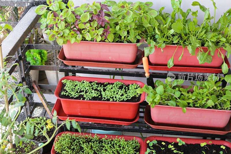 室外庭院的特写图像，分层的塑料植物槽种植莴苣幼苗，旱金莲(Tropaeolum)， Rocket，菠菜，番茄，洋葱和香草包括罗勒，薄荷和欧芹